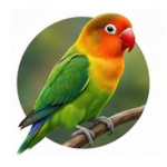 Agapornis