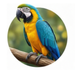 Arara