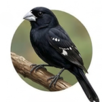Bicudo