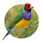 Diamante de Gould