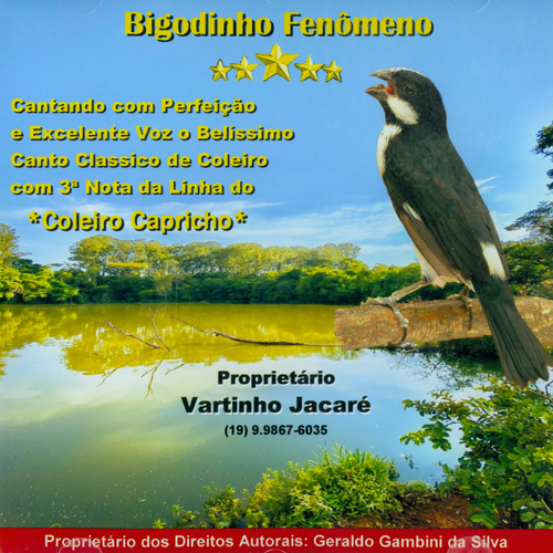 CD - Bigodinho Fenômeno - Canto Clássico de Coleiro 3ª Nota - imagem 1