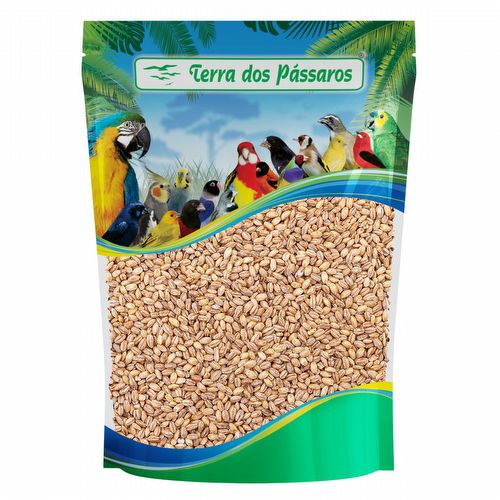 Semente de Cevadinha Integral - 500g - imagem 1