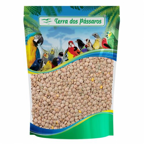 Semente de Lentilha Canadense - 100g - imagem 1