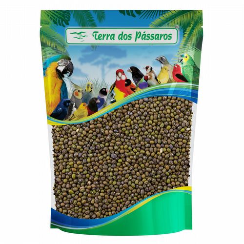 Semente de Feijão Moyashi - 500g - imagem 1