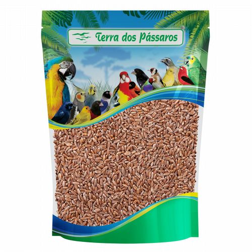 Semente de Trigo em Grãos - 5kg - imagem 1