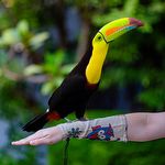 Protetor de Braço Ajustável  - Aves Exóticas - Tamanho Único - imagem 4