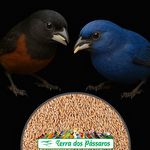 Arroz Cateto - 40 kg - imagem 3