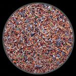 Mistura para Pombos Tradicional - 14 grãos - 500g - imagem 2